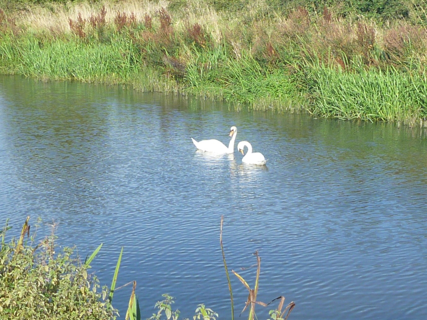 On the Arun Canal, below the now disused Coldwaltham Lock